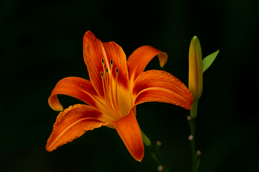 睡眠の質を高める沖縄の伝統ハーブ「クワンソウ」──現代人の副交感神経とHRVへのアプローチとは？ - SHIFTPOiNT｜公式ストア