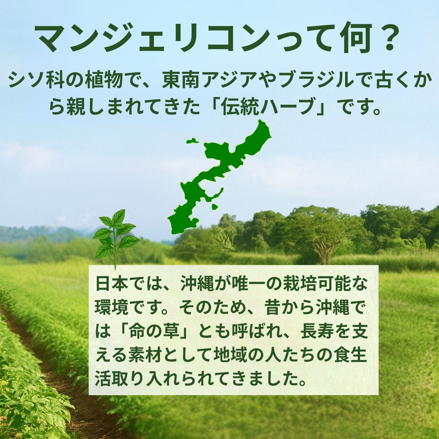 マンジェリコン サプリ｜沖縄産ハーブ×グルコースバランス習慣【90粒】
