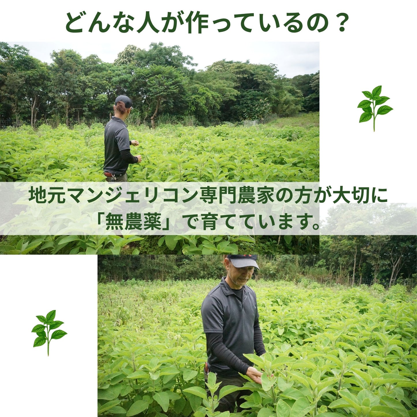 マンジェリコン サプリ｜沖縄産ハーブ×グルコースバランス習慣【90粒】