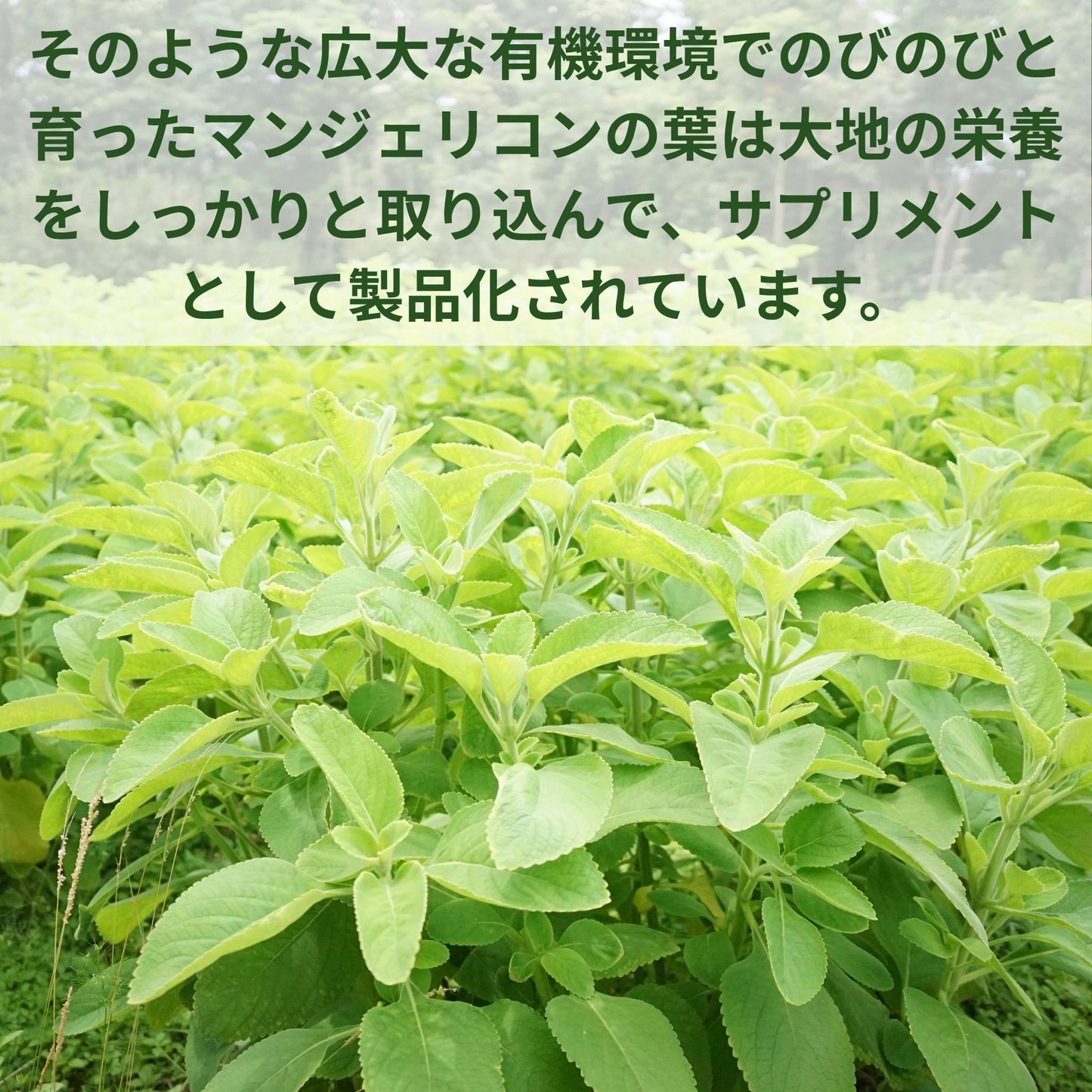 マンジェリコン サプリ｜沖縄産ハーブ×グルコースバランス習慣【90粒】