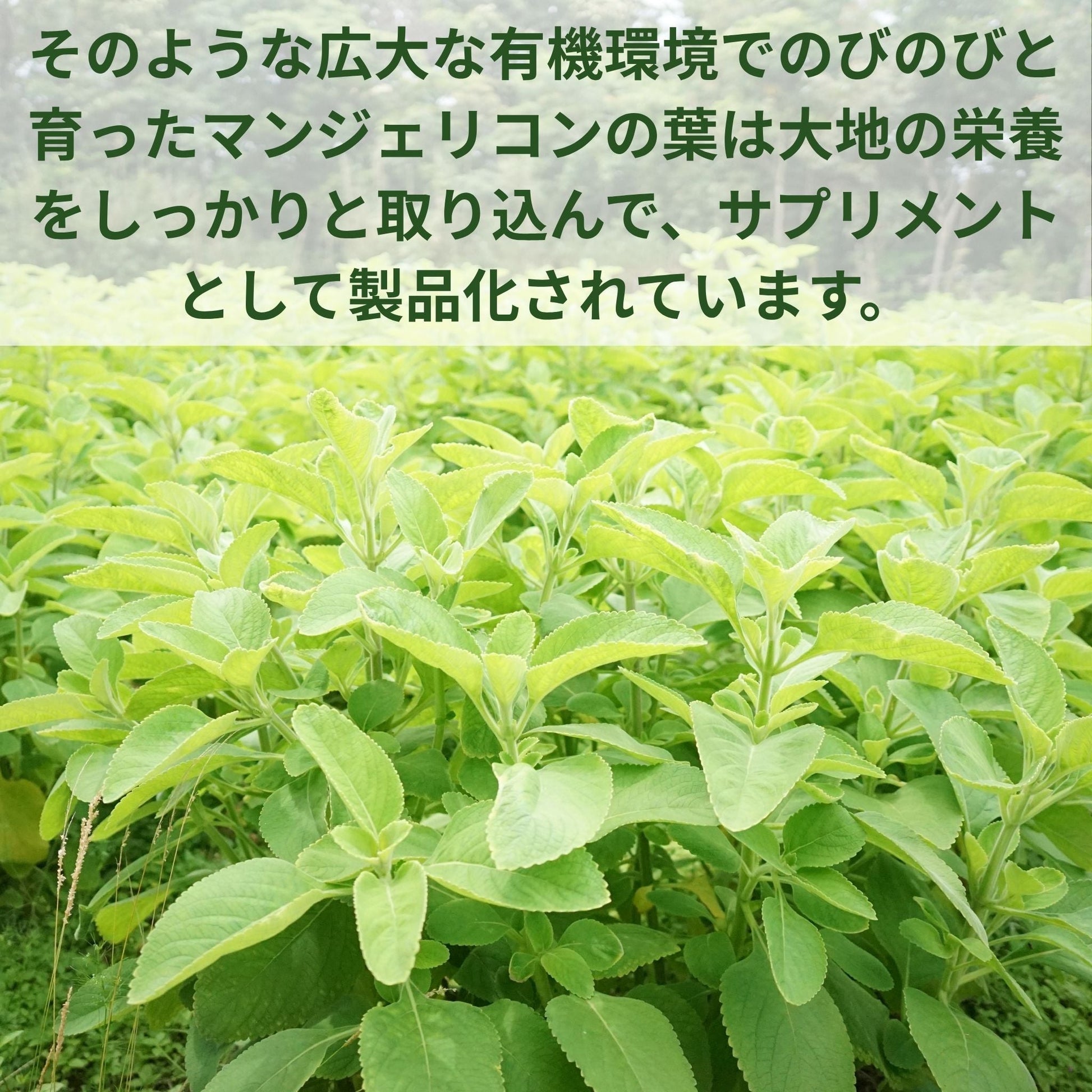 マンジェリコン サプリ｜沖縄産ハーブ×グルコースバランス習慣【90粒】 - SHIFTPOiNT｜公式ストア