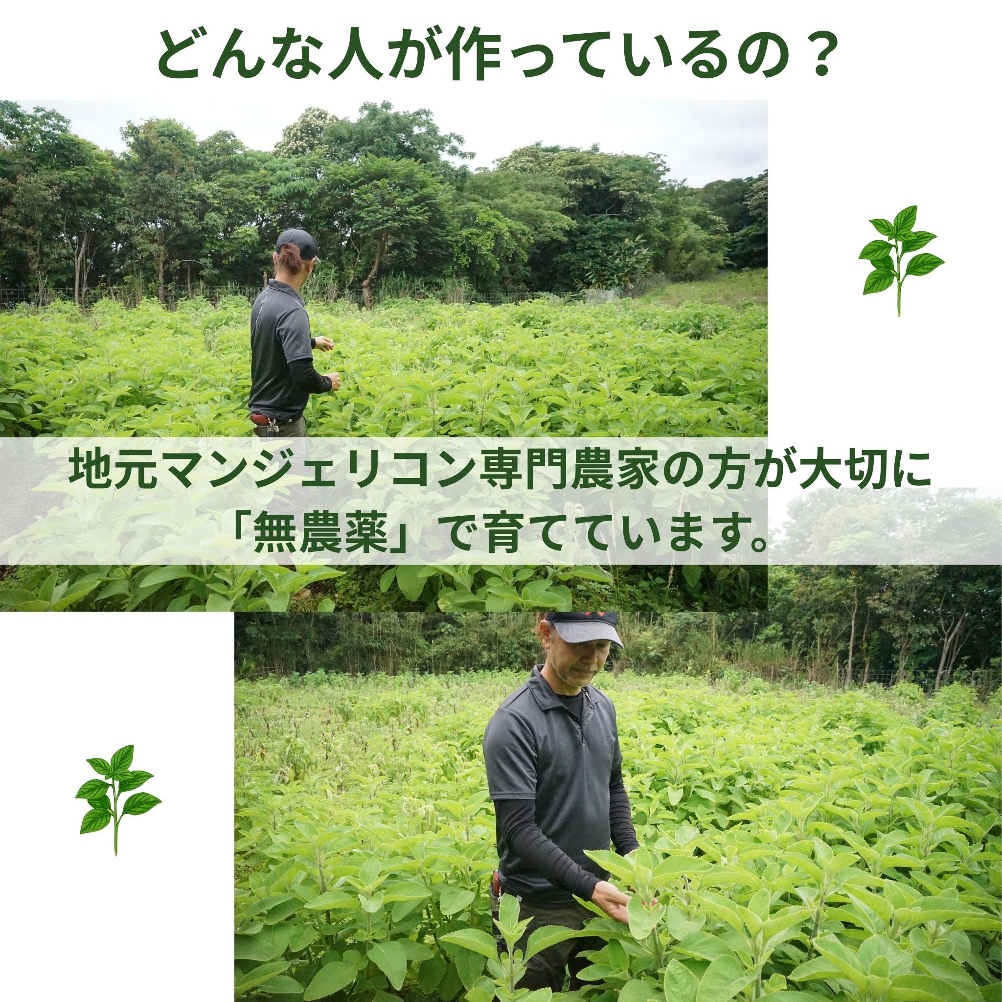 マンジェリコン サプリ（93粒）｜沖縄産ハーブ使用・粒タイプ健康補助